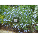 Perennial Blue Flax Seeds
