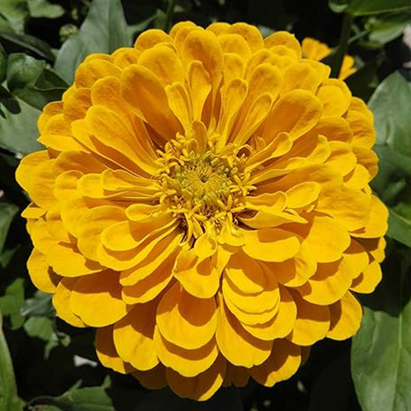 Semillas de zinnia doble mixtas para jardín de flores, gran variedad brillante y hermosa, mariposa
