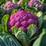 Purple Cauliflower Seed