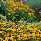 🌸Purple Coneflowers&Black Eyed Susan Mix
