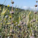 Purple Sage