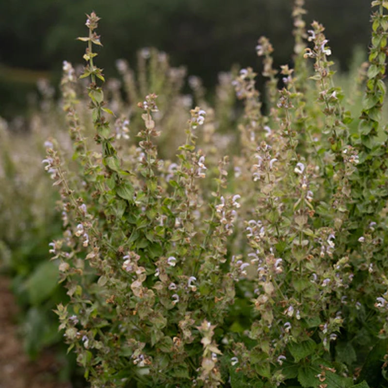Clary Sage