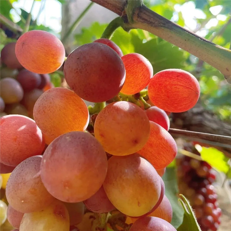 Midknight Beauty Grapes Seeds - Giant Rose (Rose scented)