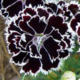Dianthus Heddewigii Black White Carnation Flower Seed, Non GMO Heirloom
