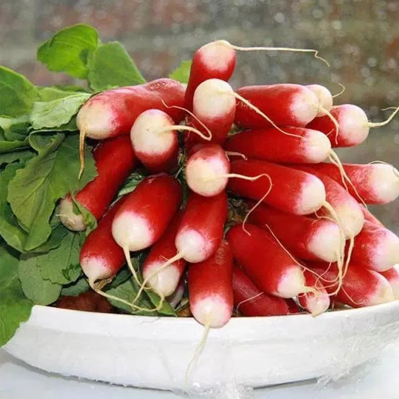 Semillas de rábano de fruto del pulgar