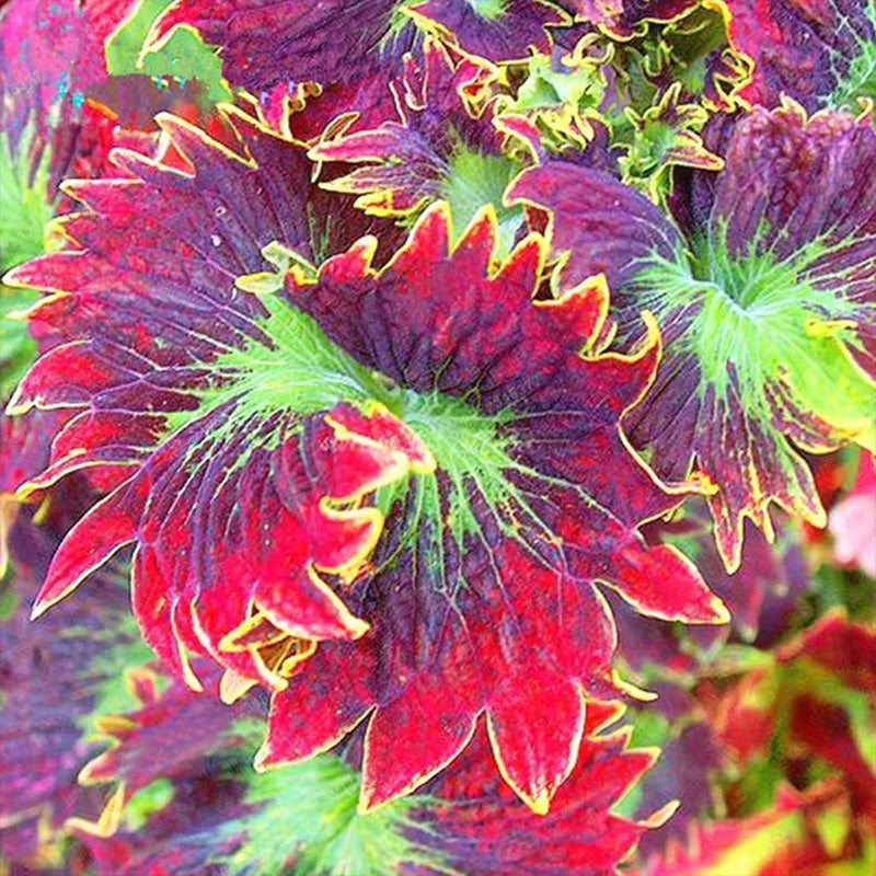Coleus Bonsai Flower Leaf Plants Rainbow Dragon Seeds