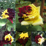 Semillas de rosa rara gemela roja y amarilla