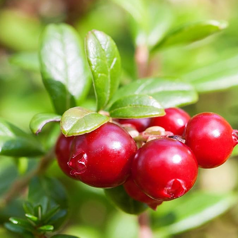 Vaccinium Macrocarpon Plantas de frutas de jardín de arándanos