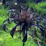 Black Spider Lily