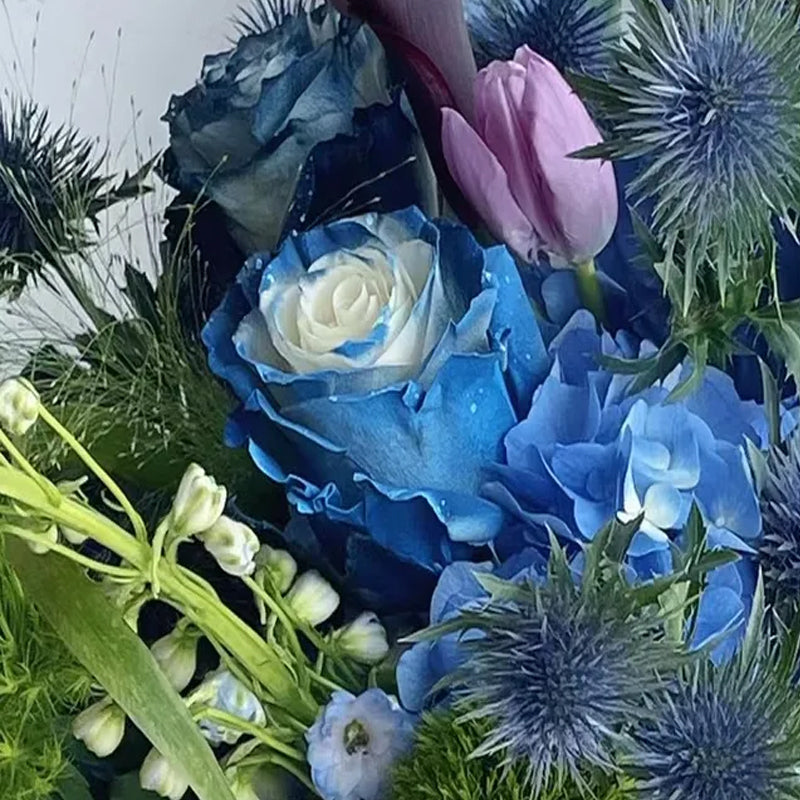 Rosa Galaxia Estrellada - Rosa Rara