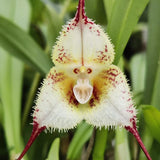 Monkey Face Orchid Seeds Flower Seeds Dracula Simia Seeds Perennial Non-GMO Fragrant Indoor Potted Plant