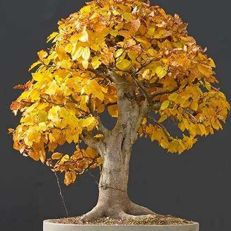 Semillas de arce tridente, árbol bonsái