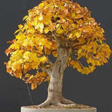 Semillas de arce tridente, árbol bonsái