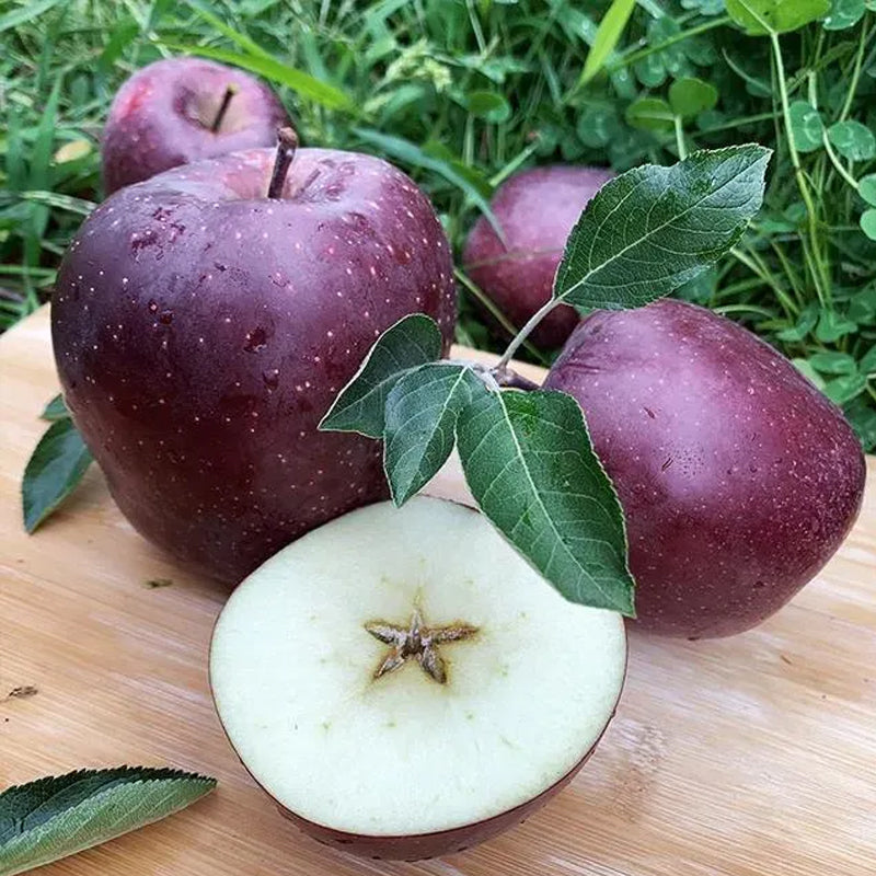 Semillas raras de manzana Black Diamond