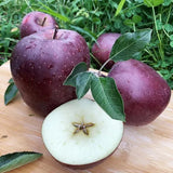 Semillas raras de manzana Black Diamond