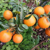 Dwarf Orange Seed for Planting Hardy Grow Fruit Bearing Bonsai