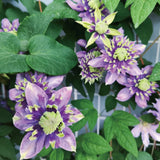 Clematis Taiga Seeds