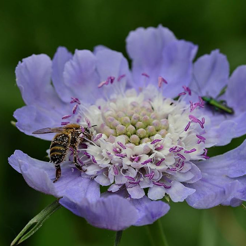 Semillas de flor de cojín de alfiler de escabiosa azul perenne para plantar