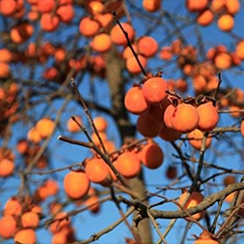 Semillas de frutos del árbol de caqui Diospyros Hachiya Planta alta en maceta Fruta de gran sabor