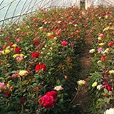 Semillas de flores de rosas multicolores mixtas, flores perennes, plantas raras, bonsái de jardín