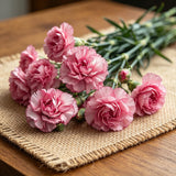 Blush Pink Magenta-Edged Carnation Seeds
