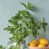 Basil, Lemon scented, Limoncello