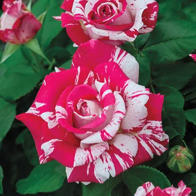 Rosa roja blanca Rosa miniatura