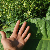 Virginia Tobacco Seed (Tabacum species)