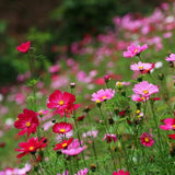 Mezcla de semillas para jardín de mariposas monarca