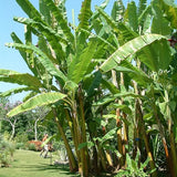 Musa Acuminata, Árbol frutal de plátano Planta de interior enana Fruta dulce Salud verde Crece en jardín y macetas Jardinería