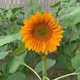 Gold Lite Sunflower Seeds