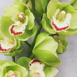 Cymbidium Orchid Seeds-Light Green