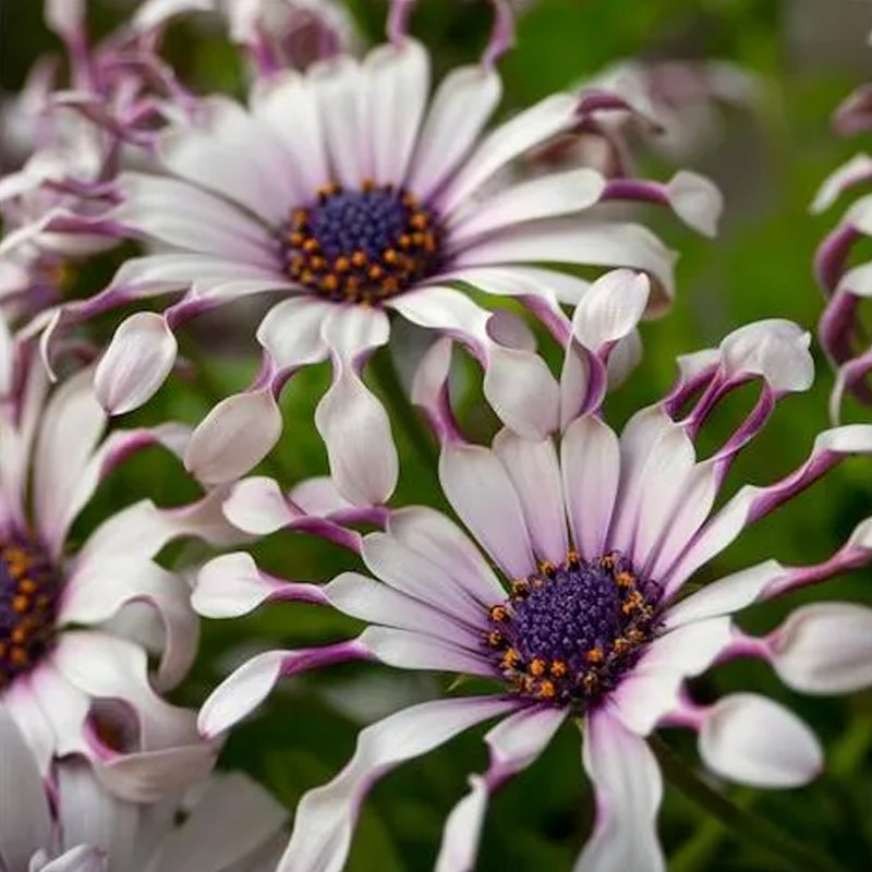 Blue Eye Chrysanthemum - White Peony Long-lasting Blooms