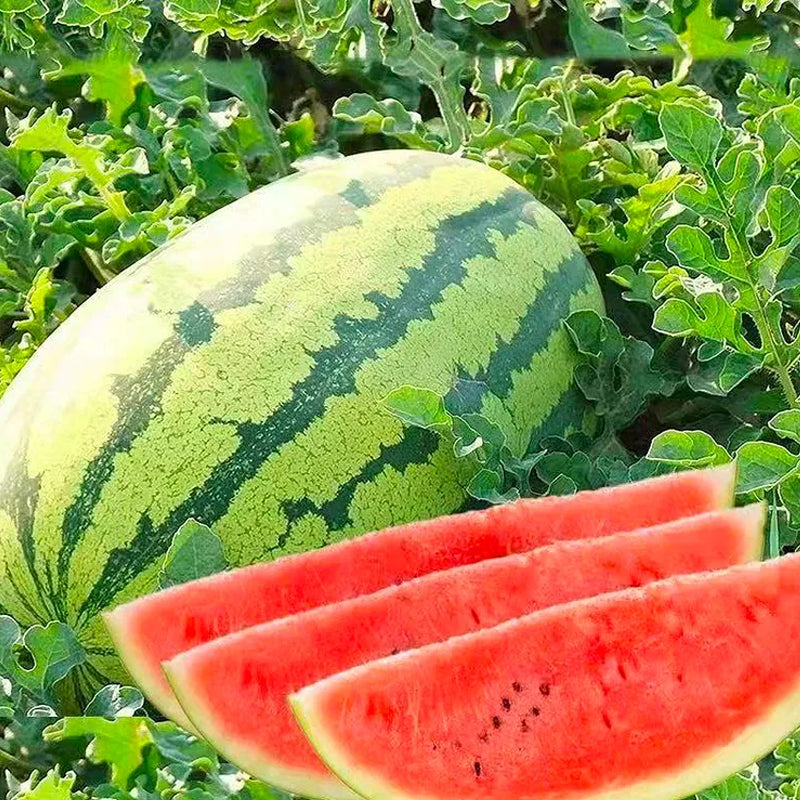 Sandía perezosa sin semillas