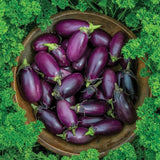 Semillas de berenjena bebé para patio