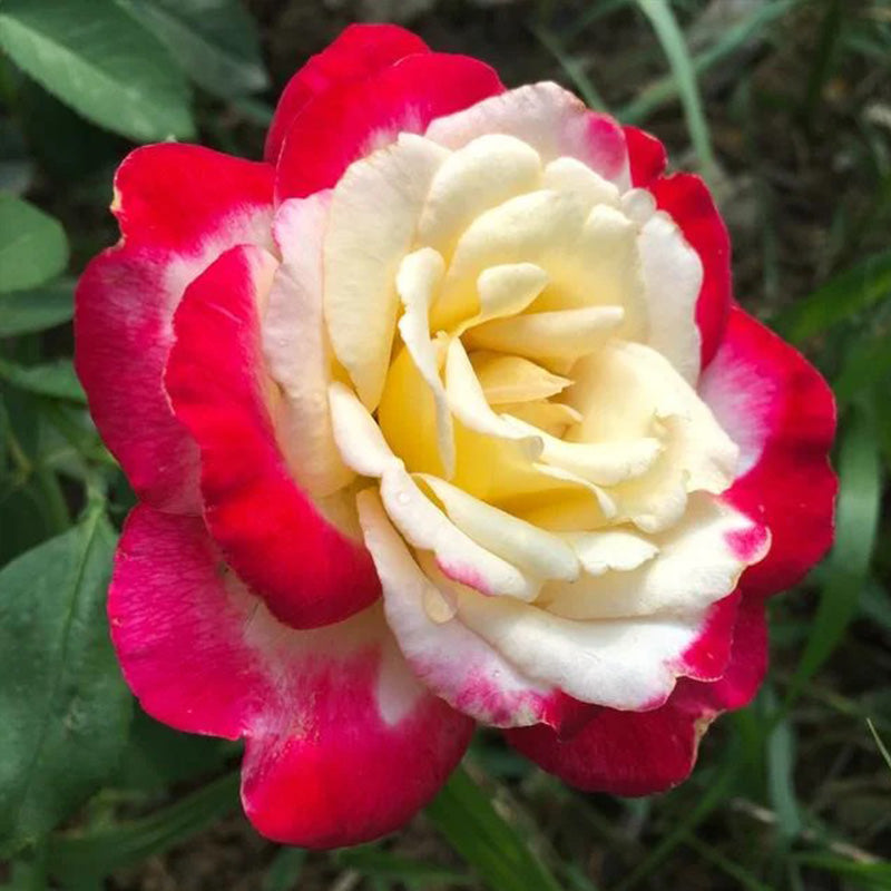 Rose Double Delight Seeds