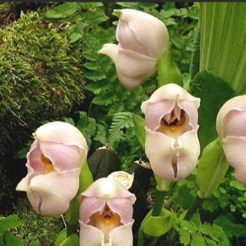 Swaddled Babies Orchid Seeds