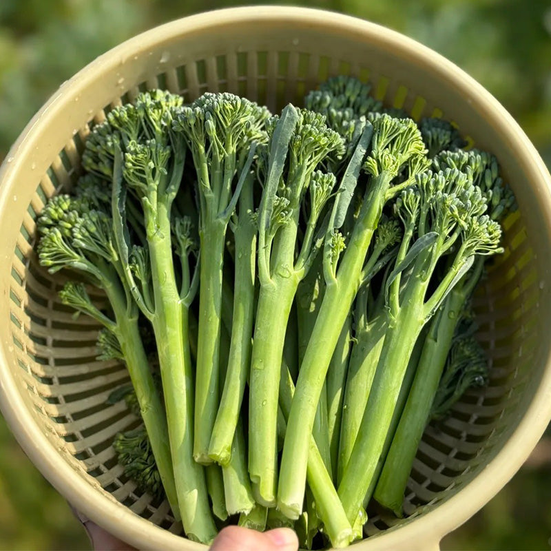 Heirloom Broccolini Seeds