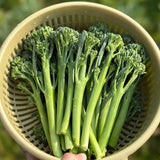 Heirloom Broccolini Seeds
