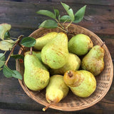 Common Pear Tree Fruit Seeds for Planting Outdoor Communis Fruit Plant Your Garden Home