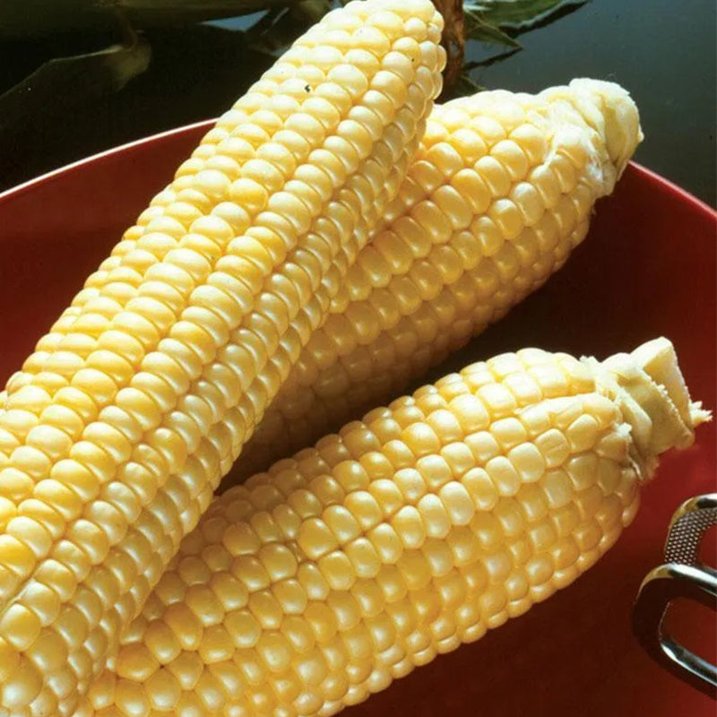 Sweet Corn Moonshine Seeds Annual Tall Yellow for Culinary