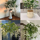 You Are My Life-Trailing Jasmine Flowers Seeds