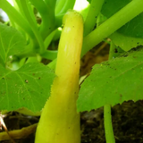 Early Prolific Straightneck Squash Yellow Summer Bush Heirloom Seeds