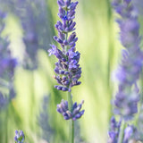 Lavender, Sensational!