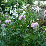 Light Blue Climbing Rose Seeds