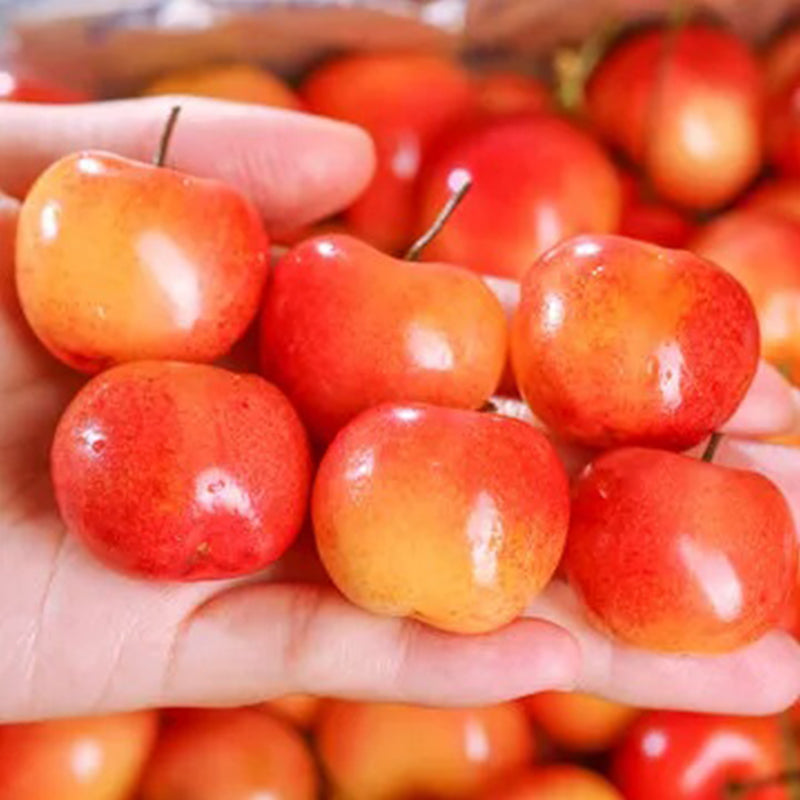 Semillas de cereza dorada