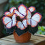 Butterfly Begonia: Unleash Whimsy in Your Garden!