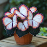 Butterfly Begonia: Unleash Whimsy in Your Garden!
