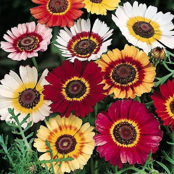 Chrysanthemum Carinatum Mixed Color - Flower Seeds