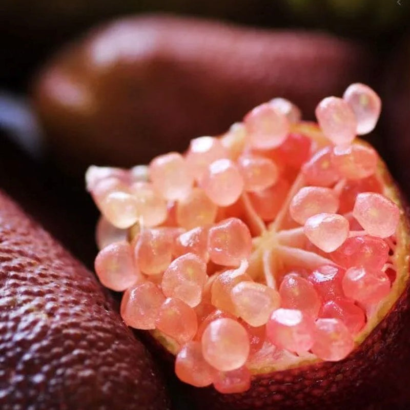 Finger Lime Seeds-Citrus Australasica